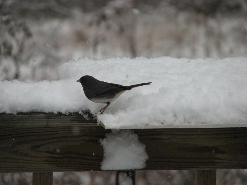 2008-12-07_First_Snow 079.jpg